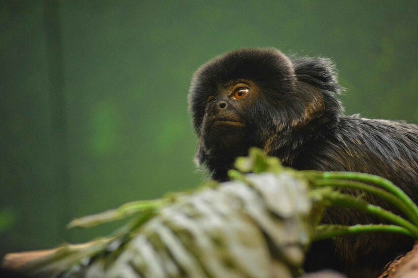 Picture 3 for Activity World-class London Zoo: Entry Ticket & Guided Wildlife Tour 2