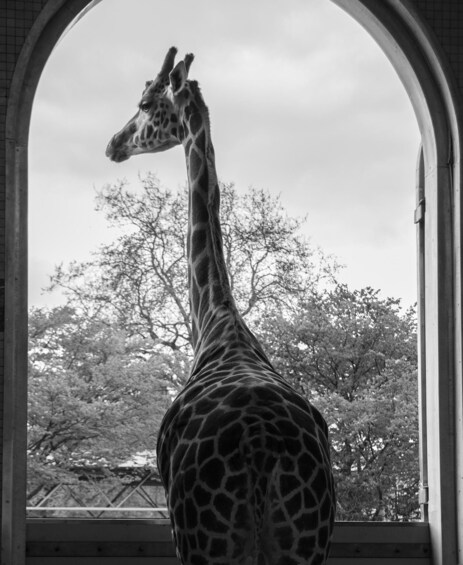 Picture 8 for Activity World-class London Zoo: Entry Ticket & Guided Wildlife Tour 3