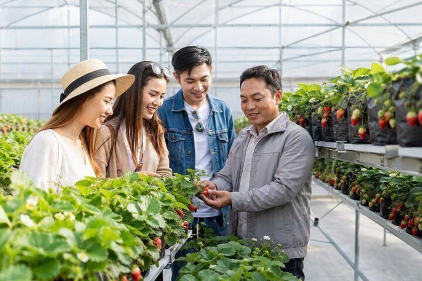 A greenhouse with rows of strawberry plants. 4