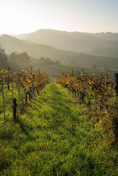 Picture 5 for Activity Parma: Guided wine tasting with a light lunch of local products 2