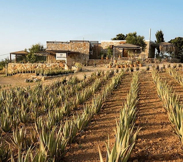 Picture 3 for Activity Kos: Olive Oil, Aloe Vera and Wine Tasting Tuk Tuk Tour 3