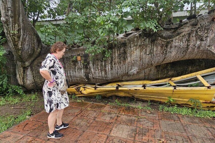 A person standing next to a large tree with a yellow canoe leaning against it. 3