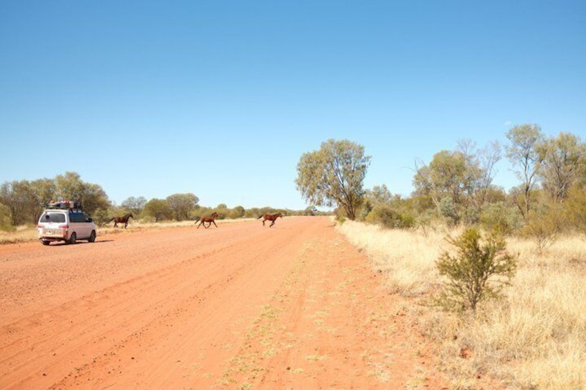 5 Day Art and Culture Tour of Central Australia 2