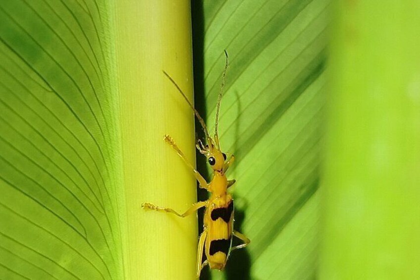 Pajarilla Night Tour: Guided Wildlife Walks in Drake Bay 4