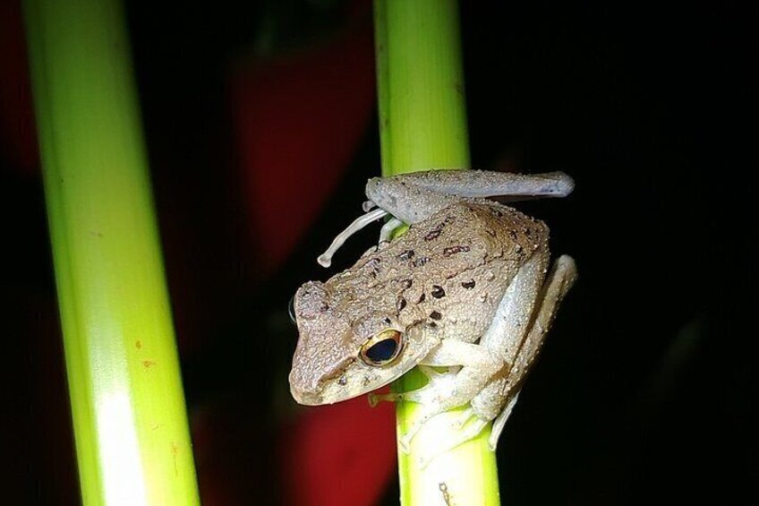 Pajarilla Night Tour: Guided Wildlife Walks in Drake Bay 3