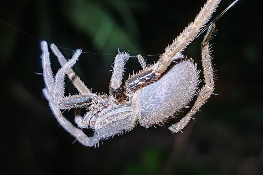 Pajarilla Night Tour: Guided Wildlife Walks in Drake Bay 5