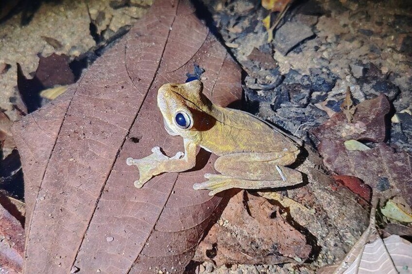 Pajarilla Night Tour: Guided Wildlife Walks in Drake Bay 1