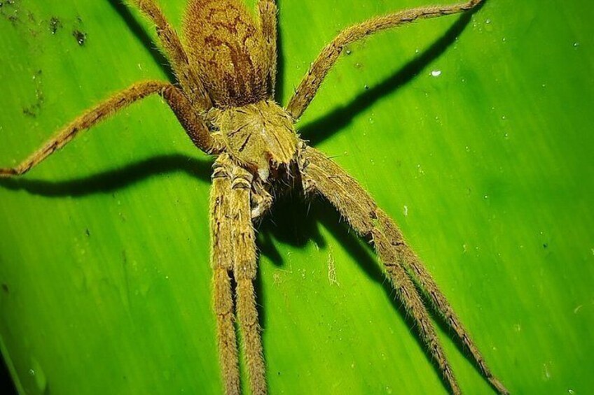 Pajarilla Night Tour: Guided Wildlife Walks in Drake Bay 2