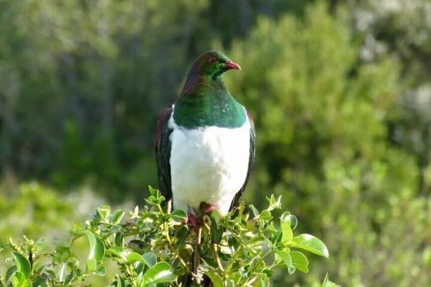 Motuihe Island Wildlife Private Experience 2