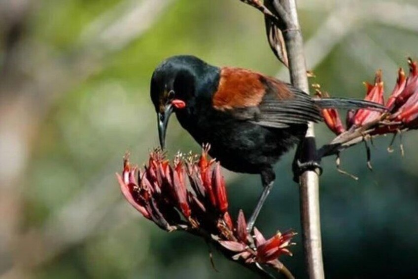 Motuihe Island Wildlife Private Experience 1