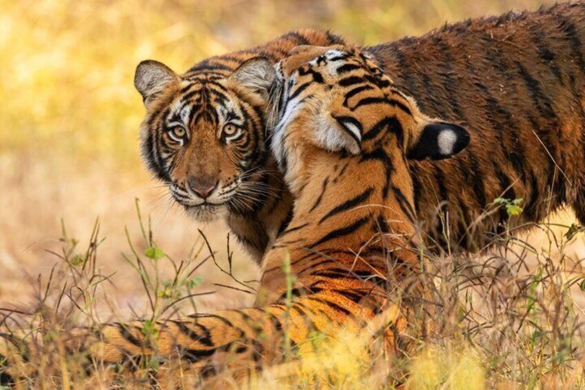 A tiger lying in tall grass. 1