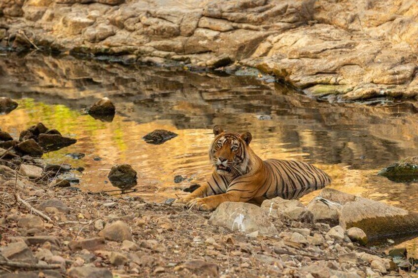 A tiger lying on rocks by a water body. 4