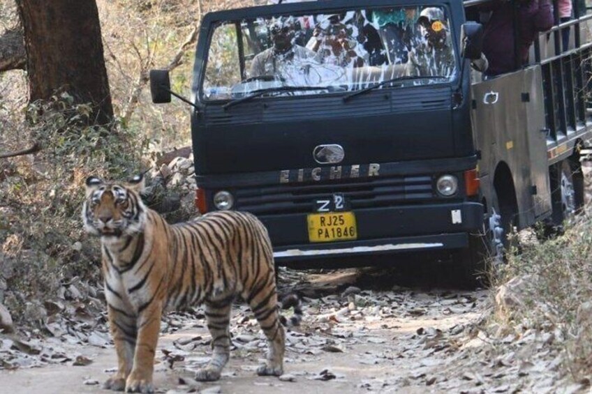 A tiger walking on a dirt path with a vehicle and passengers in the background. 5