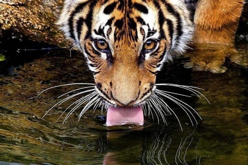 A tiger's face partially submerged in water. 3