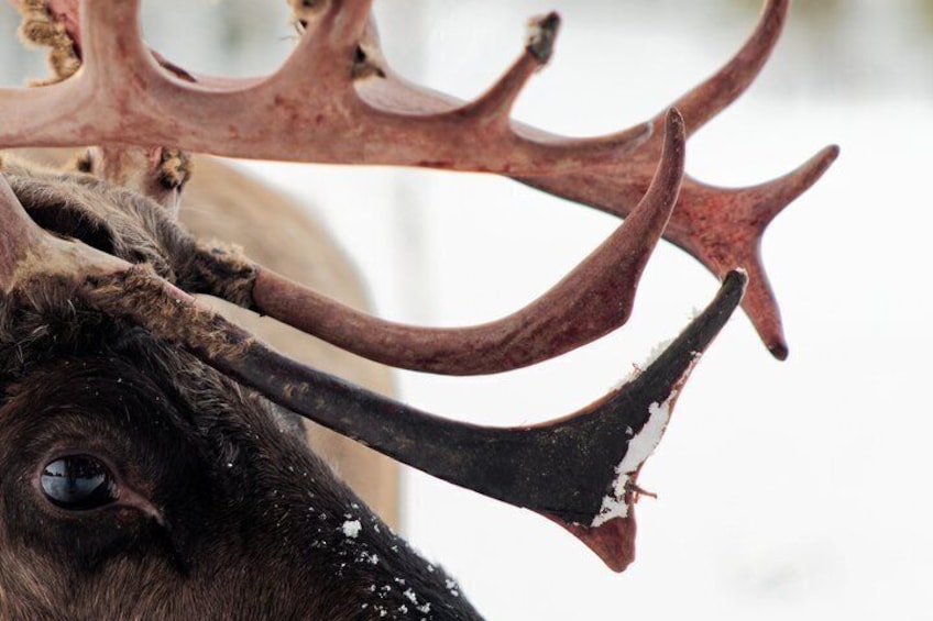 Jokkmokk: Reindeer Feeding Experience with Sami Guide 1