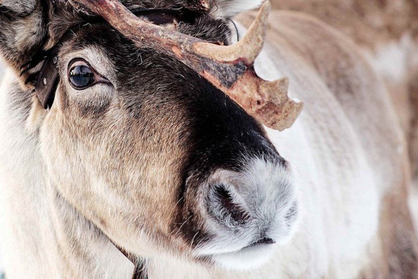 A close-up of a reindeer with prominent antlers. 5