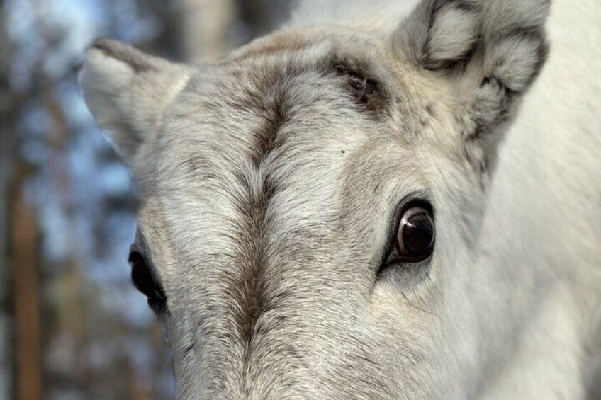 Jokkmokk: Reindeer Feeding Experience with Sami Guide 3