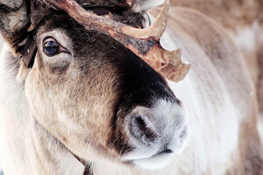 Jokkmokk: Reindeer Feeding Experience with Sami Guide 5