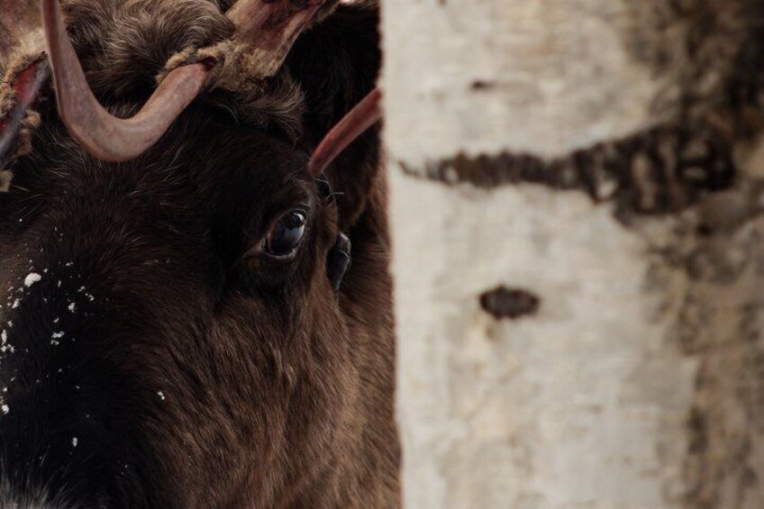 Jokkmokk: Reindeer Feeding Experience with Sami Guide 2