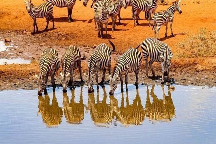 Zebras drinking water at a watering hole. 3