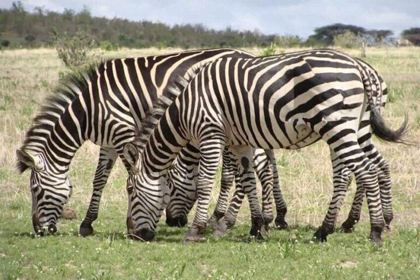 Zebras grazing in a grassy field with trees in the background. 5