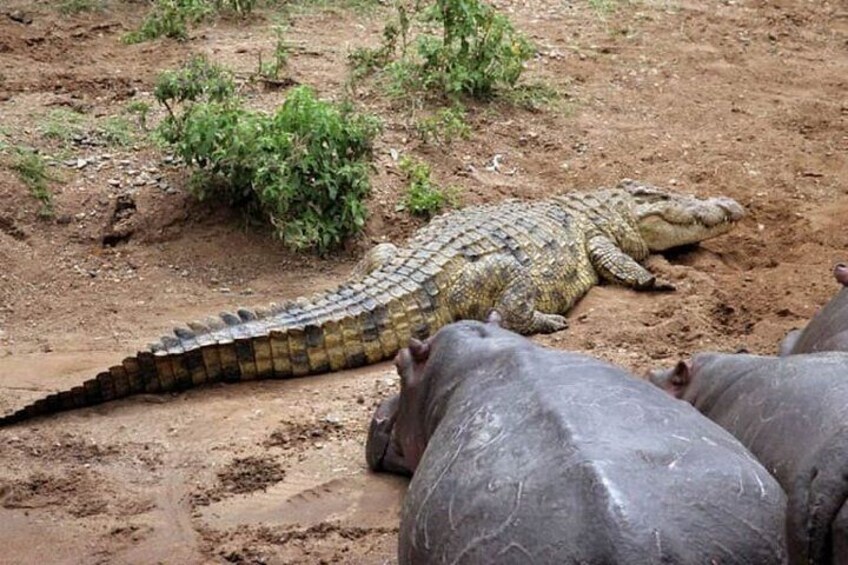 A crocodile lying on the ground with two hippos nearby. 2