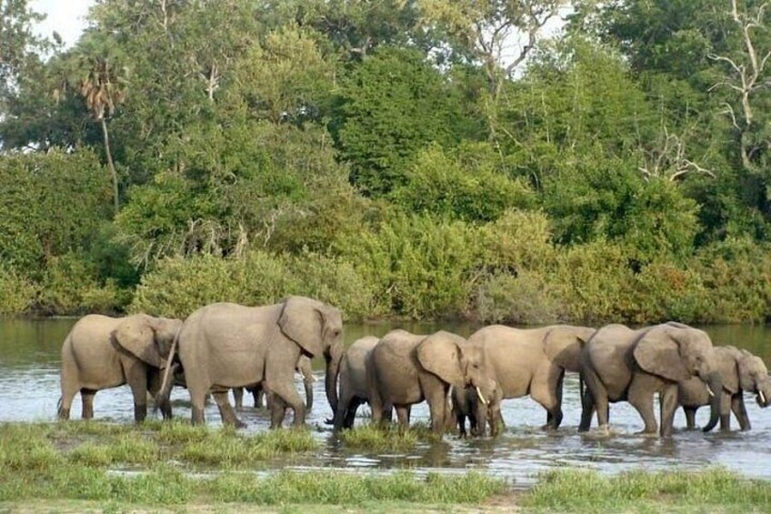 A herd of elephants by a river in a forested area. 4