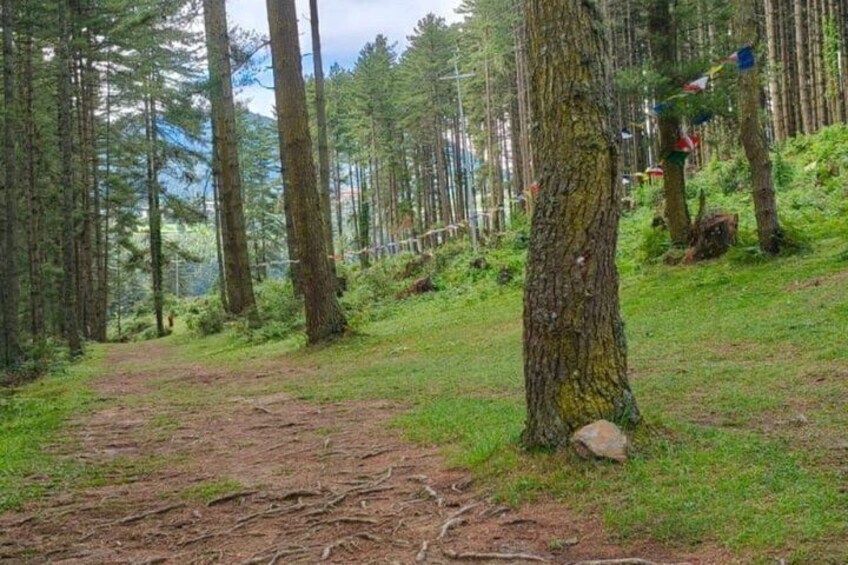 A forest trail with trees, a dirt path, and colorful flags. 2