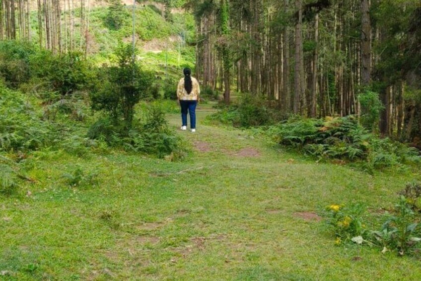 A person standing on a forest path surrounded by greenery. 4