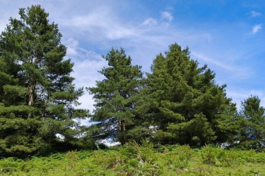 A forest with tall evergreen trees and a clear blue sky. 3