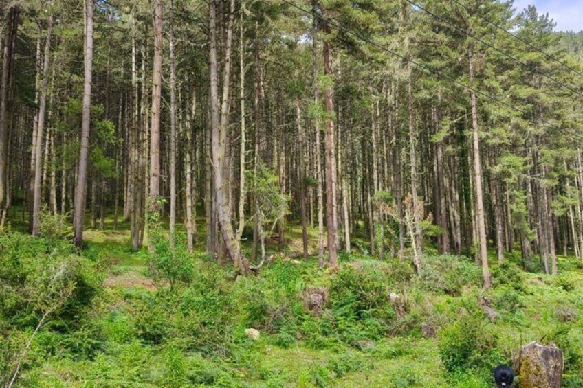 A dense forest with tall trees and underbrush. 5