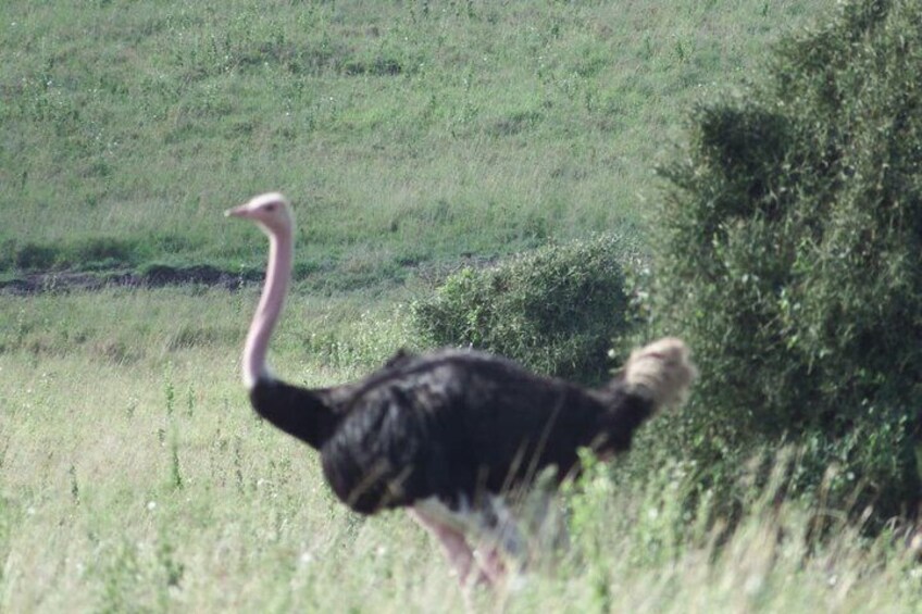 An ostrich walking in a grassy field. 5