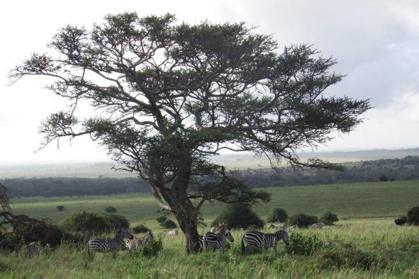 A tree with zebras grazing in the foreground and a grassy field in the background. 3