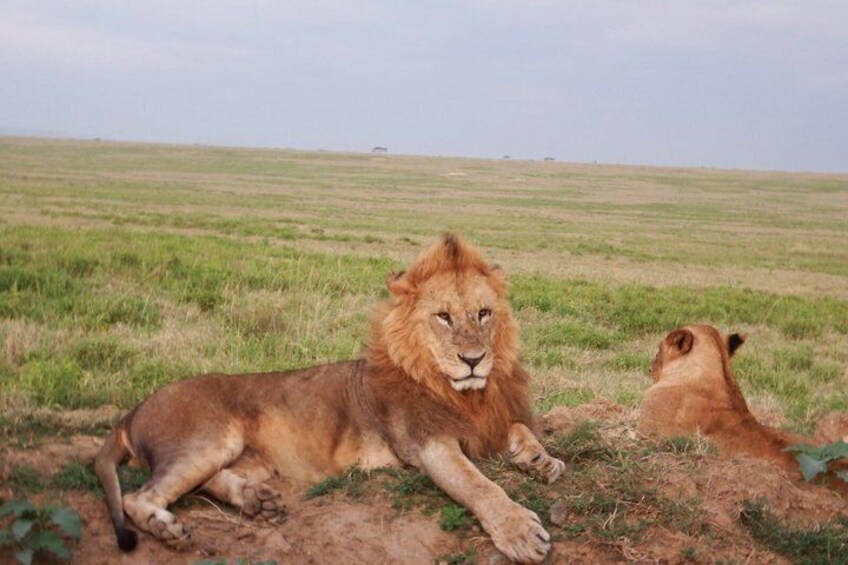 Two lions lying on the ground in a grassy field with a flat horizon in the background. 1