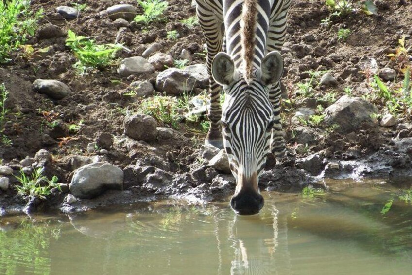 A zebra drinking water from a stream surrounded by rocks and sparse vegetation. 4