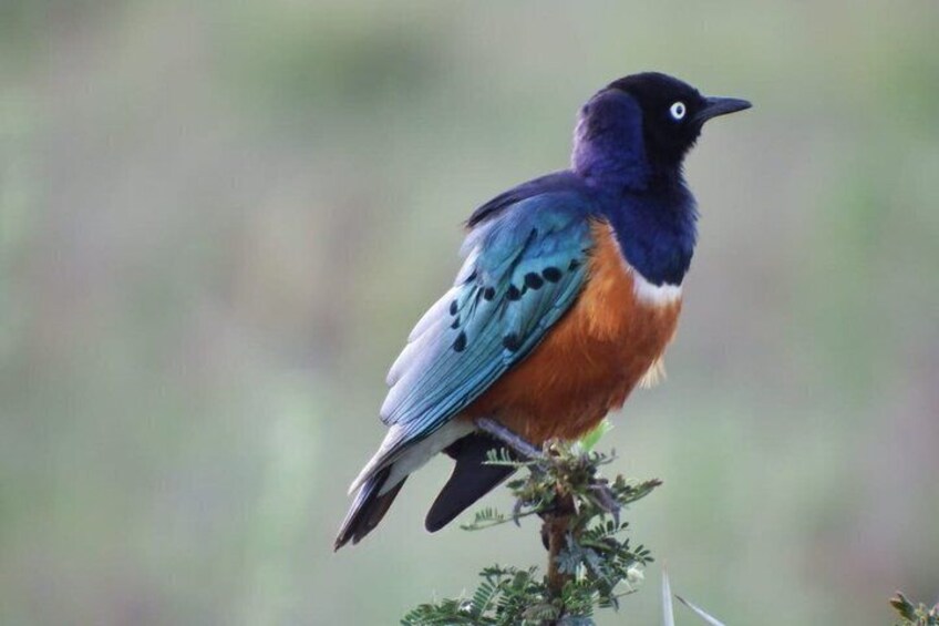 A bird with blue and orange plumage perched on a plant. 2