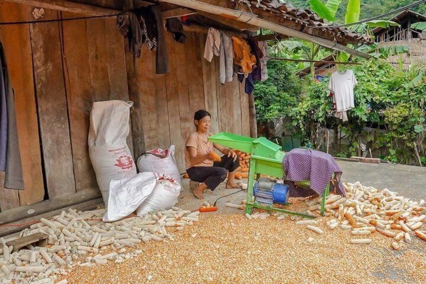 A person processing corn cobs with a machine, surrounded by sacks and scattered corn cobs. 3