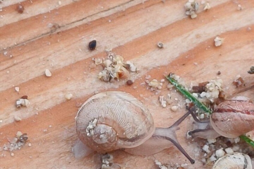 A snail on a wooden surface with scattered debris. 4