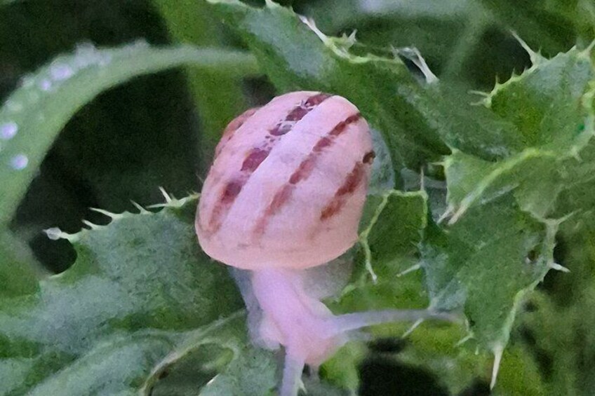 A snail on a plant with green leaves and thorns. 1