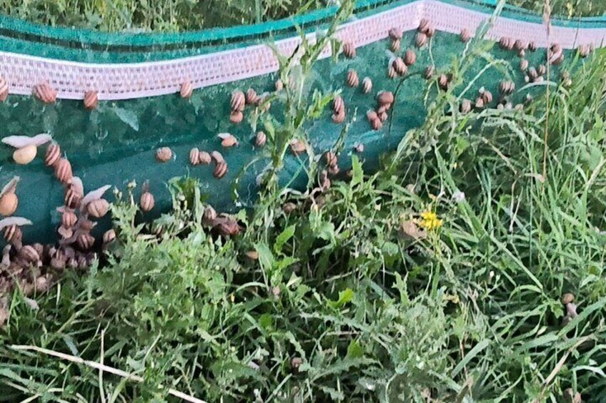 A green netting with seeds, surrounded by grass and weeds. 5