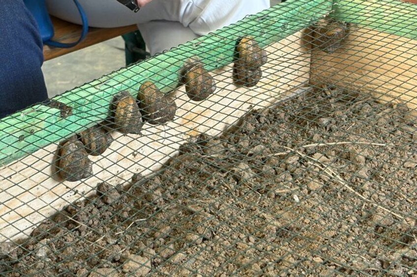 A wire mesh enclosure with a green border, containing several objects that appear to be rocks or stones. 3