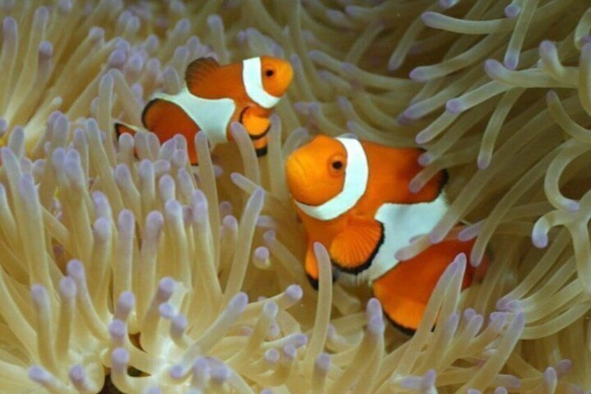 6-Hour Luxury Okinawa Private Charter: Snorkeling & Jet Ski 5