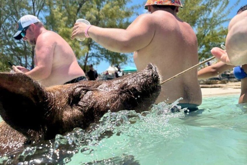 Path to Paradise Bahamas Swimming Pigs Adventure 3