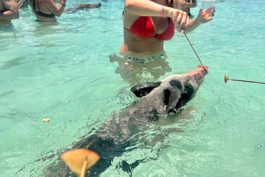 Path to Paradise Bahamas Swimming Pigs Adventure 4
