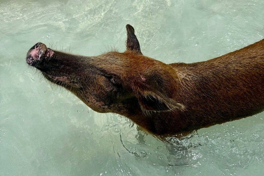 Un ours nageant dans une eau claire. 3