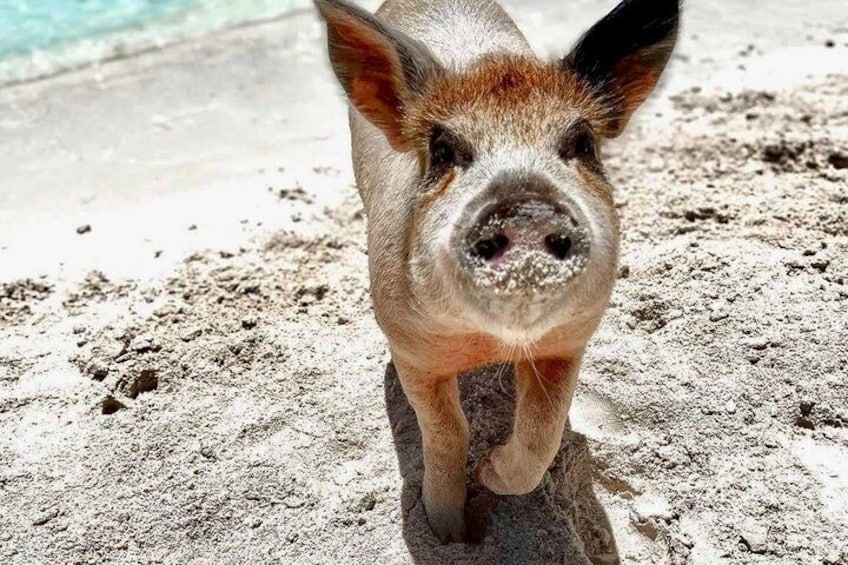 Path to Paradise: Bahamas Swimming Pigs Adventure 1