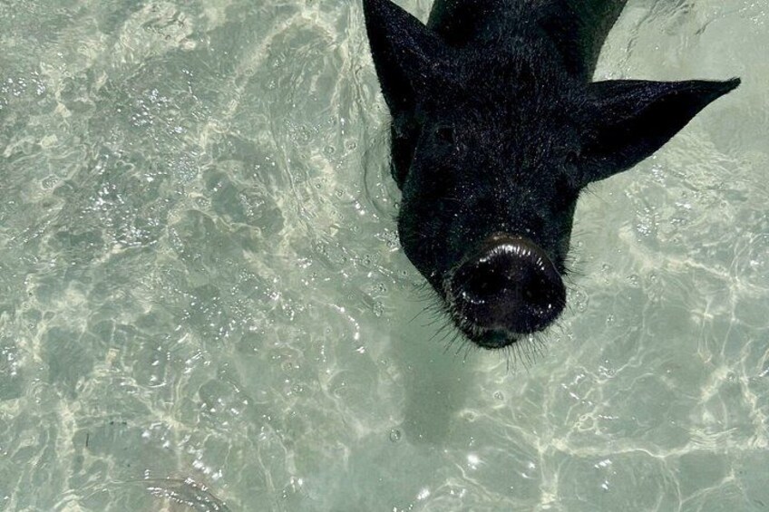 Un cochon noir, partiellement immergé dans une eau claire. 2