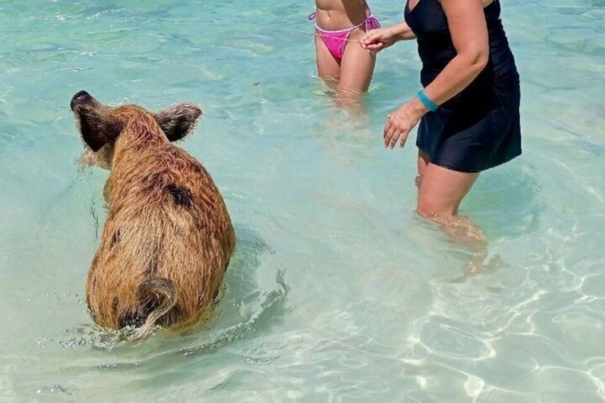 Path to Paradise Bahamas Swimming Pigs Adventure 5