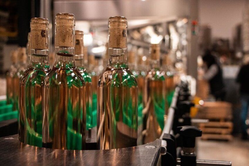 Visit of one of the most modern cellars in Provence 5