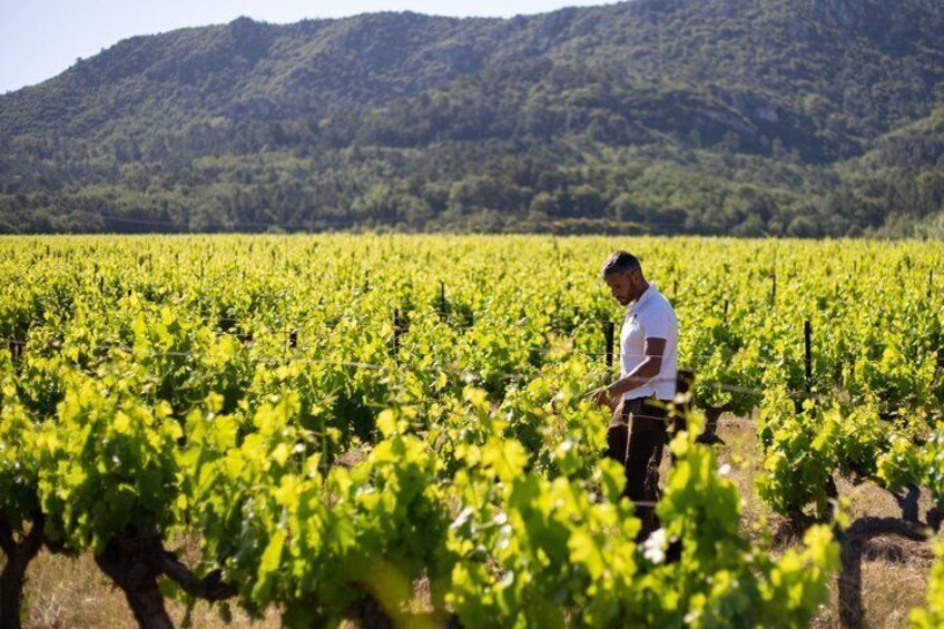 Visit of one of the most modern cellars in Provence 3